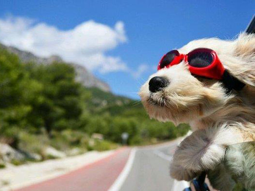 孩纸!走!老爸带你兜风去! - 二手车选购 - 第一车