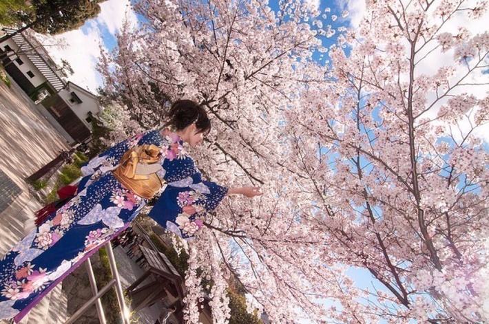 NX带您赏樱花美景吃日本美食-天下聚焦-第一桂花酒美食商家图片